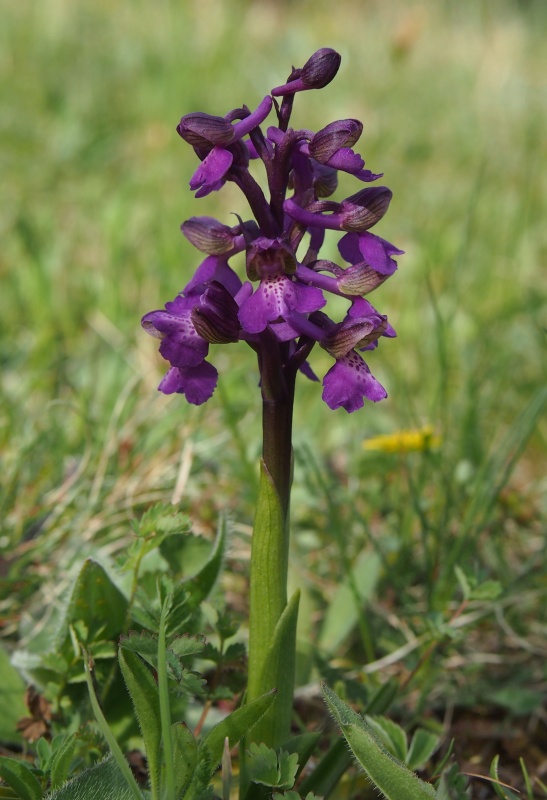Vstavač obecný (Orchis morio)