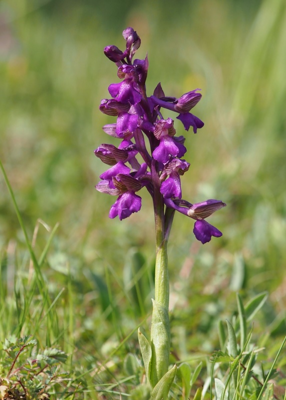 Vstavač obecný (Orchis morio)