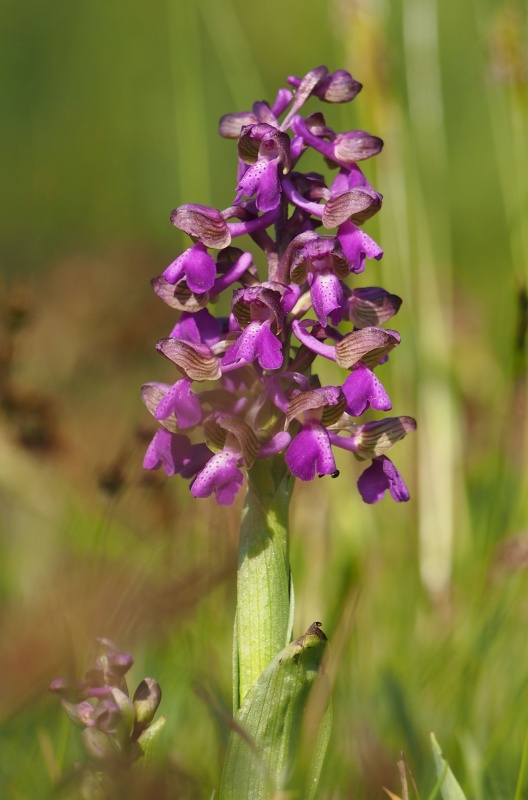 Vstavač obecný (Orchis morio)