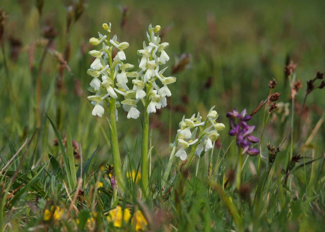 Vstavač obecný (Orchis morio)