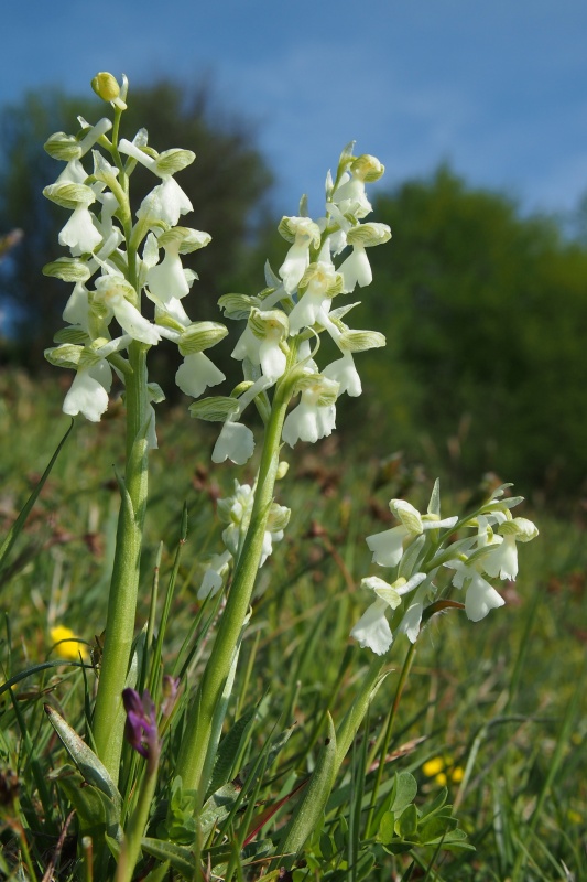 Vstavač obecný (Orchis morio)