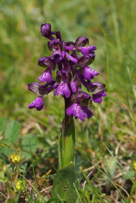 Vstavač obecný (Orchis morio)