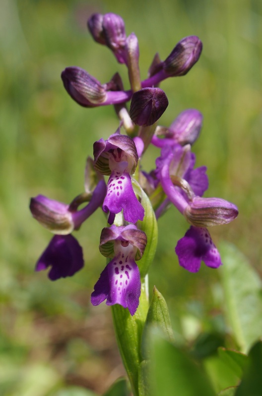 Vstavač obecný (Orchis morio)