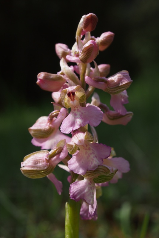Vstavač obecný (Orchis morio)