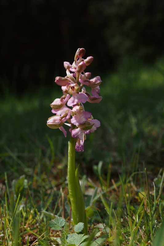 Vstavač obecný (Orchis morio)
