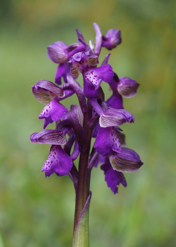 Vstavač obecný (Orchis morio)