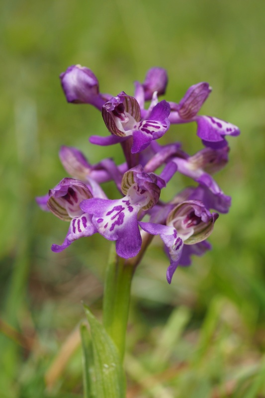 Vstavač obecný (Orchis morio)