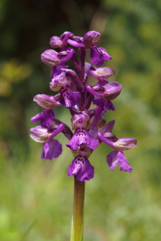 Vstavač obecný (Orchis morio)