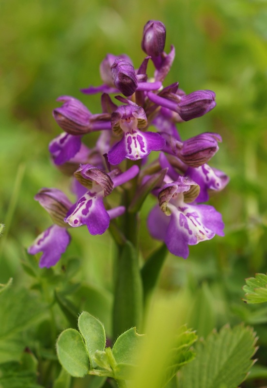 Vstavač obecný (Orchis morio)