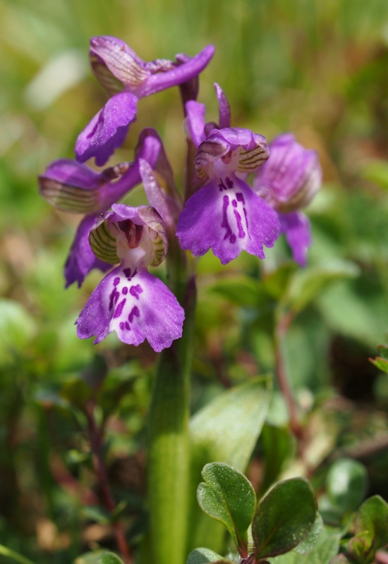 Vstavač obecný (Orchis morio)