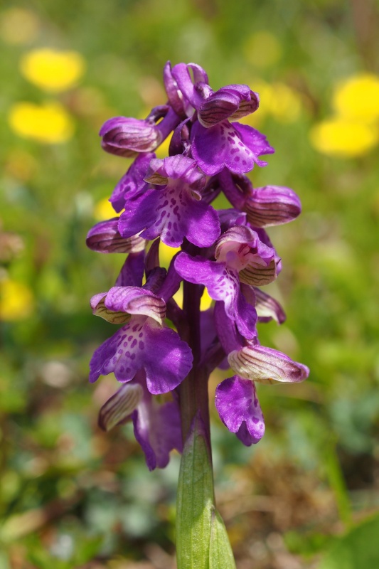 Vstavač obecný (Orchis morio)