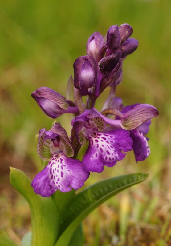 Vstavač obecný (Orchis morio)
