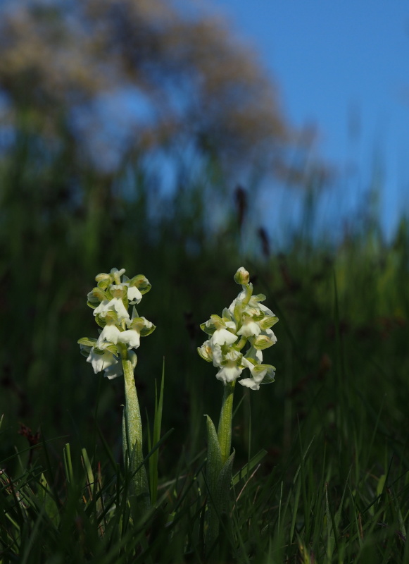 Vstavač obecný (Orchis morio)