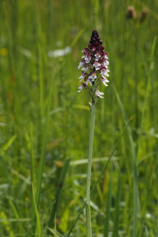 vstavač osmahlý letní (Orchis ustulata subsp. aestivalis)