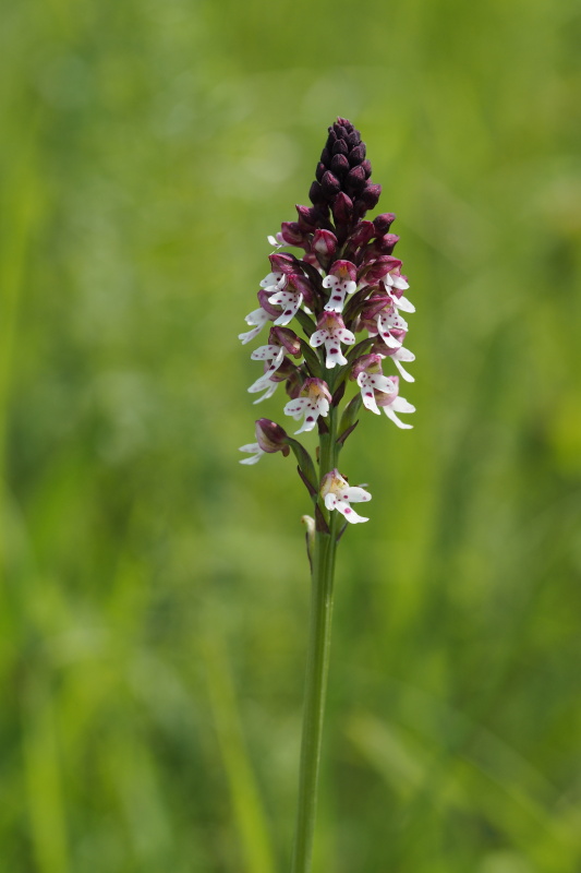 vstavač osmahlý letní (Orchis ustulata subsp. aestivalis)