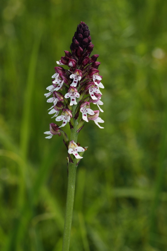 vstavač osmahlý letní (Orchis ustulata subsp. aestivalis)