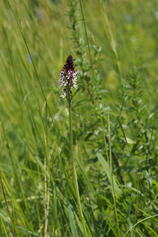 vstavač osmahlý letní (Orchis ustulata subsp. aestivalis)