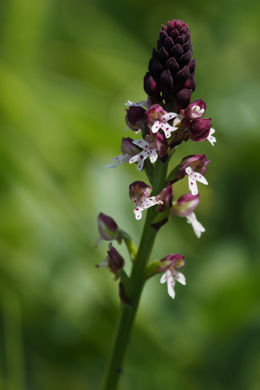 vstavač osmahlý letní (Orchis ustulata subsp. aestivalis)