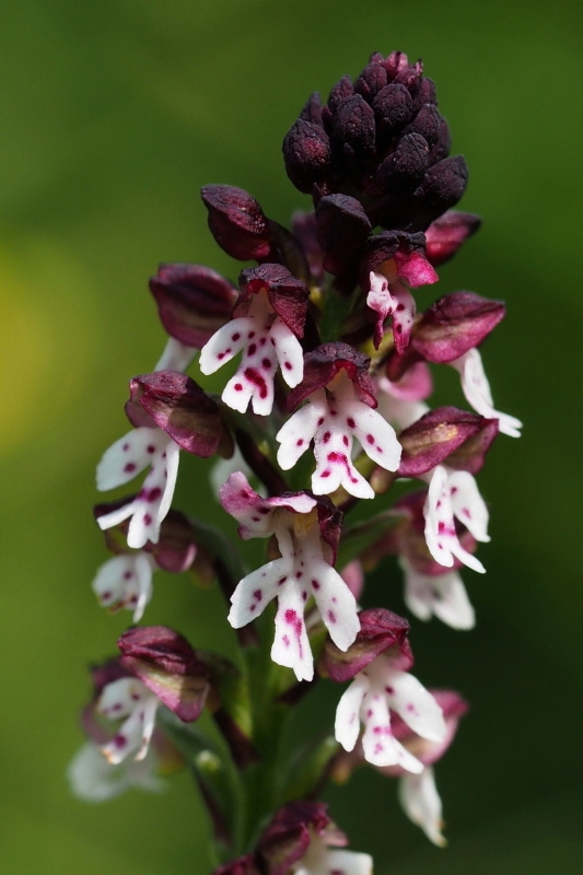 vstavač osmahlý letní (Orchis ustulata subsp. aestivalis)