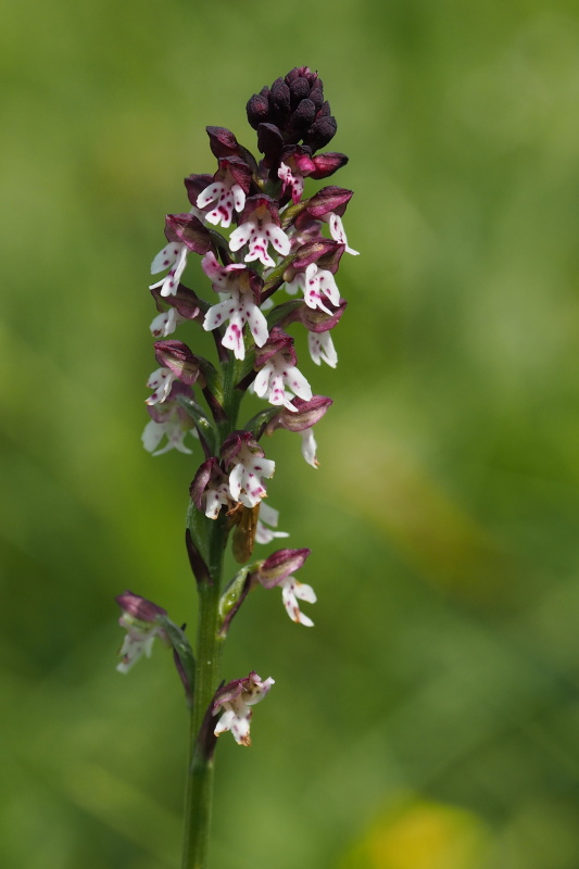 vstavač osmahlý letní (Orchis ustulata subsp. aestivalis)