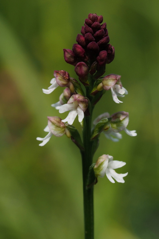 vstavač osmahlý letní (Orchis ustulata subsp. aestivalis)