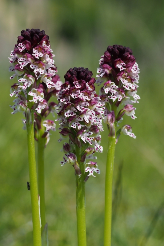 Vstavač osmahlý (Neotinea ustulata)