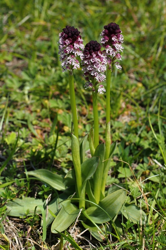 Vstavač osmahlý (Neotinea ustulata)