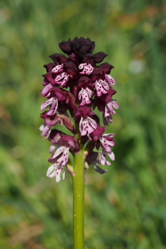 Vstavač osmahlý (Orchis ustulata)