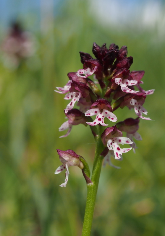 Vstavač osmahlý (Orchis ustulata)