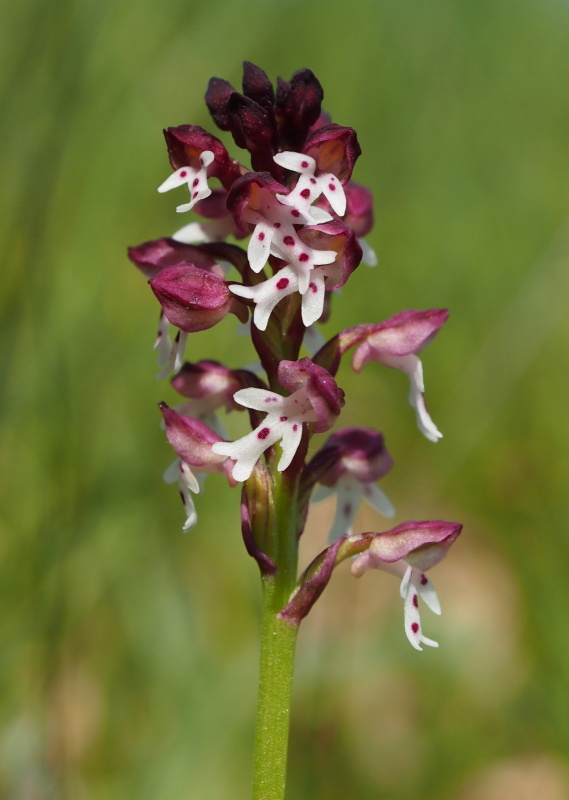 Vstavač osmahlý (Orchis ustulata)
