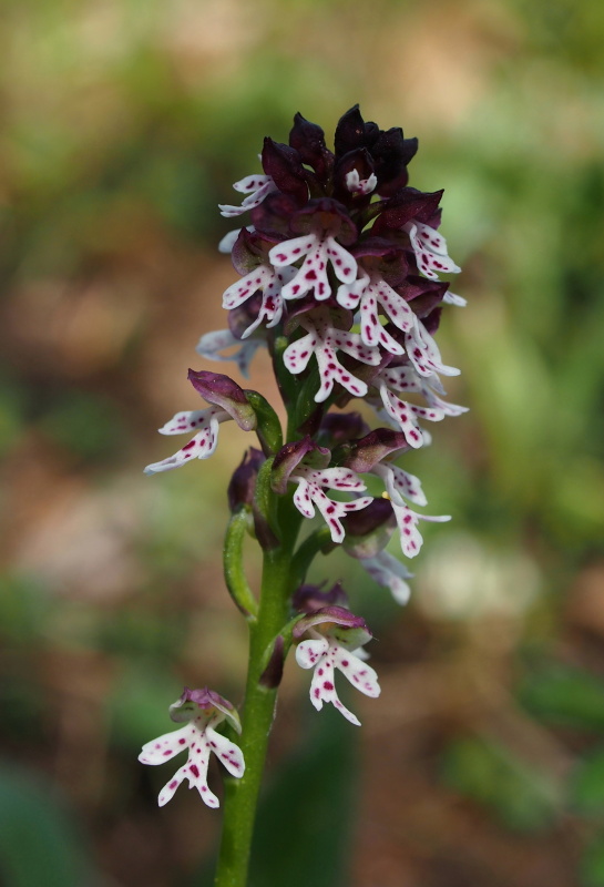 Vstavač osmahlý (Orchis ustulata)