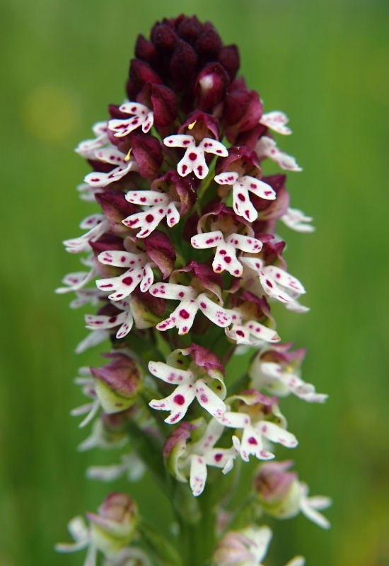 Vstavač osmahlý (Orchis ustulata)