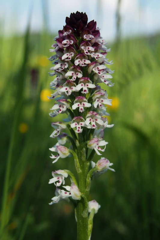 Vstavač osmahlý (Orchis ustulata)