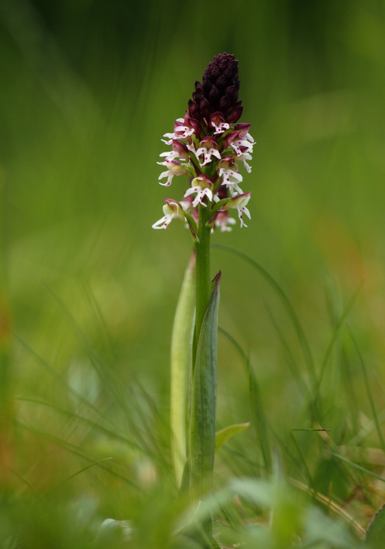 Vstavač osmahlý (Orchis ustulata)