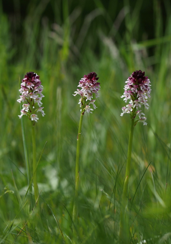 Vstavač osmahlý (Orchis ustulata)