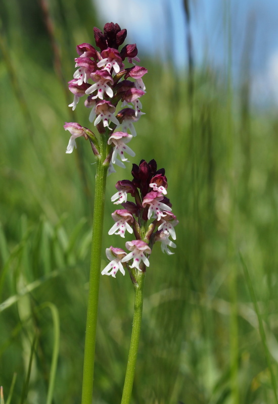 Vstavač osmahlý (Orchis ustulata)