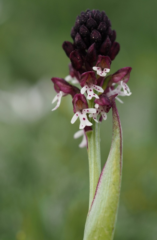 Vstavač osmahlý (Orchis ustulata)