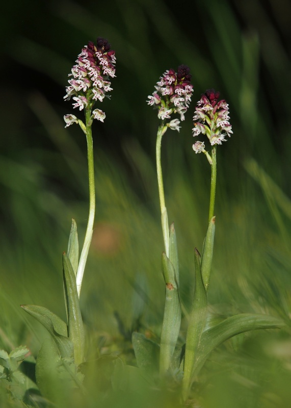 Vstavač osmahlý (Orchis ustulata)