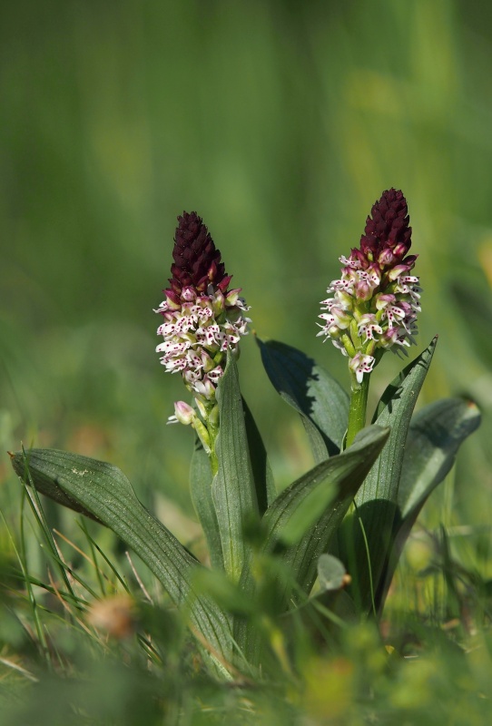 Vstavač osmahlý (Orchis ustulata)