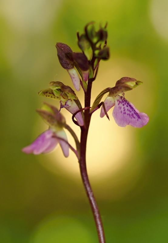 Vstavač Spitzelův (Orchis spitzelii)