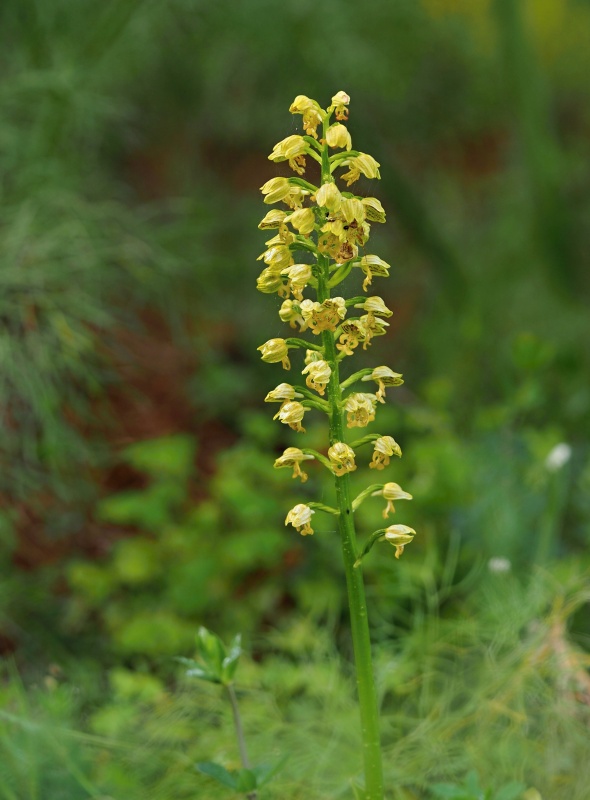 Vstavač tečkovaný (Orchis punctulata)