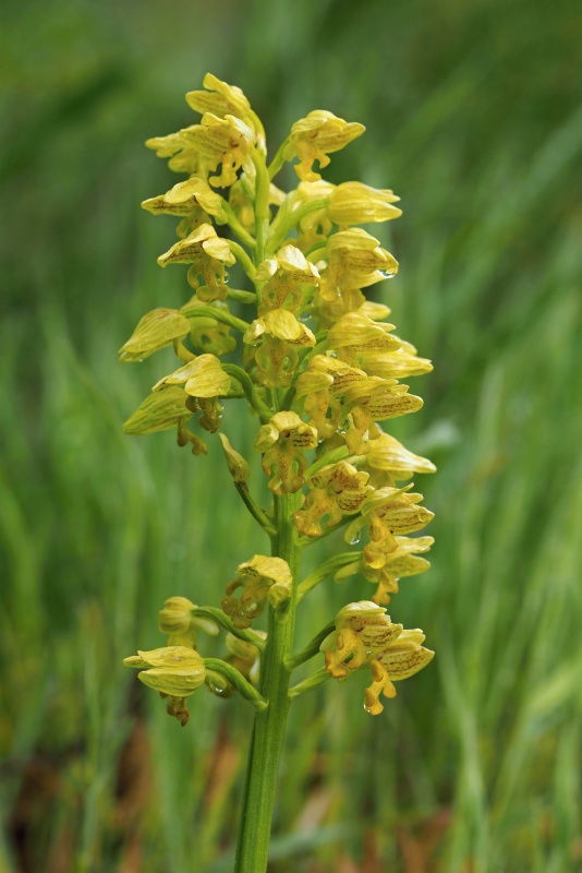 Vstavač tečkovaný (Orchis punctulata)