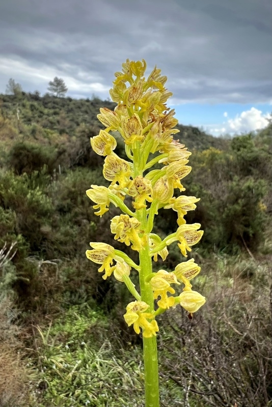 Vstavač tečkovaný (Orchis punctulata)