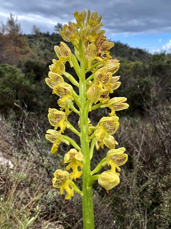 Vstavač tečkovaný (Orchis punctulata)