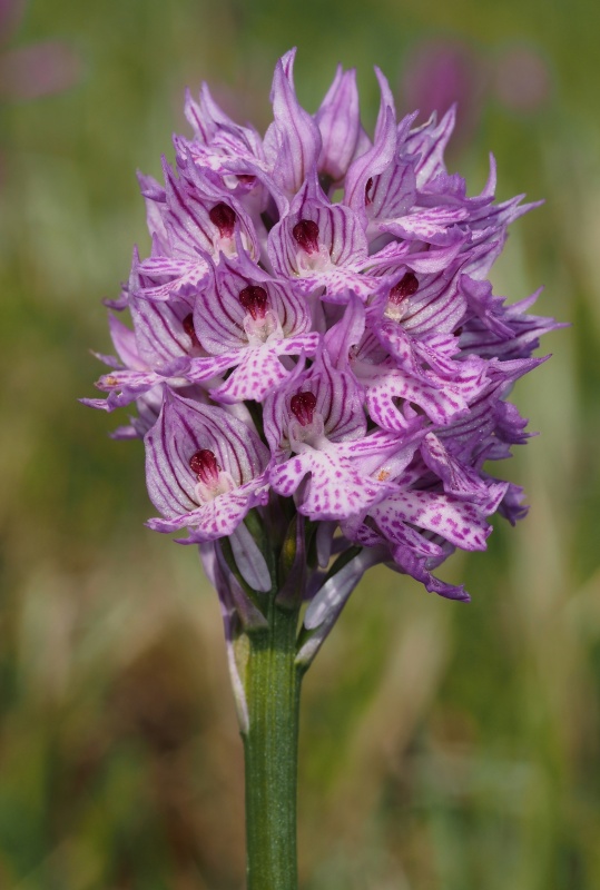 Vstavač trojzubý (Orchis tridentata)