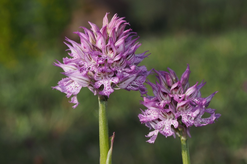 Vstavač trojzubý (Orchis tridentata)