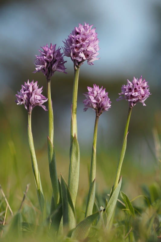 Vstavač trojzubý (Orchis tridentata)