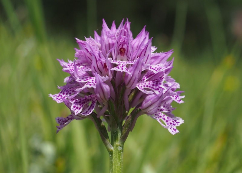 Vstavač trojzubý (Orchis tridentata)