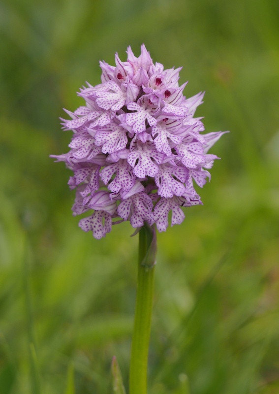 Vstavač trojzubý (Orchis tridentata)