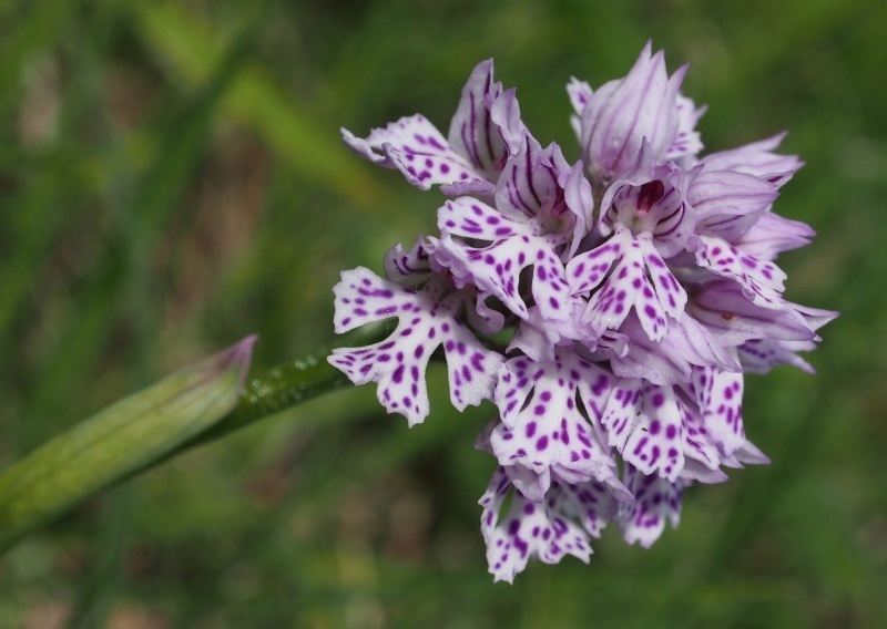 Vstavač trojzubý (Orchis tridentata)